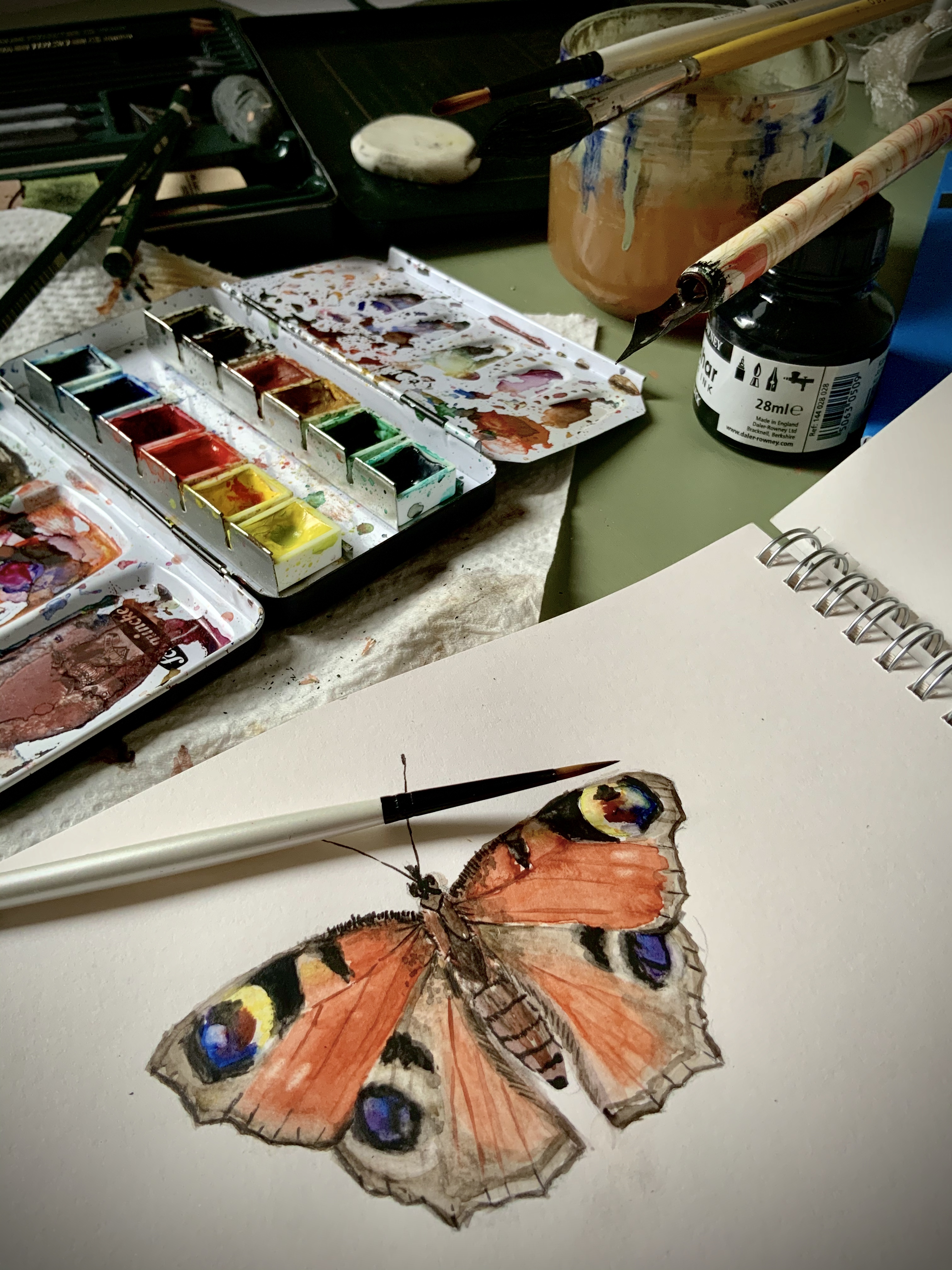 picture of peacock butterfly